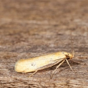 Philobota protecta at Melba, ACT - 11 Dec 2020