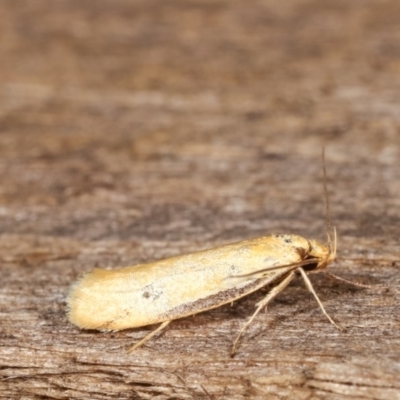Philobota protecta (A concealer moth) at Melba, ACT - 11 Dec 2020 by kasiaaus