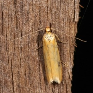 Philobota protecta at Melba, ACT - 11 Dec 2020