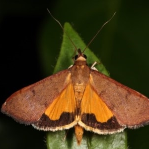 Uresiphita ornithopteralis at Melba, ACT - 11 Dec 2020