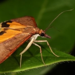 Uresiphita ornithopteralis at Melba, ACT - 11 Dec 2020 09:50 PM