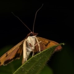 Uresiphita ornithopteralis at Melba, ACT - 11 Dec 2020 09:50 PM