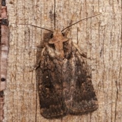 Proteuxoa provisional species 2 (A Noctuid moth) at Melba, ACT - 11 Dec 2020 by kasiaaus