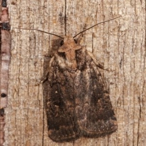 Proteuxoa provisional species 2 at Melba, ACT - 11 Dec 2020