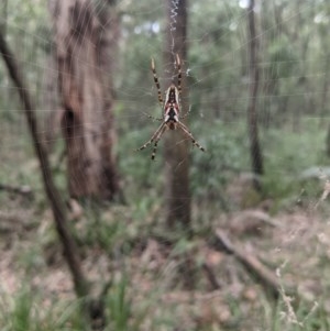 Plebs bradleyi at Upper Nepean - 21 Dec 2020 11:03 AM