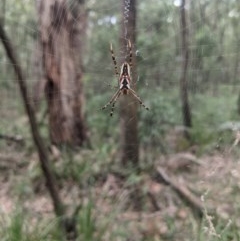Plebs bradleyi (Enamelled spider) at Upper Nepean - 21 Dec 2020 by Margot
