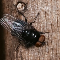 Unidentified True fly (Diptera) at Melba, ACT - 11 Dec 2020 by kasiaaus