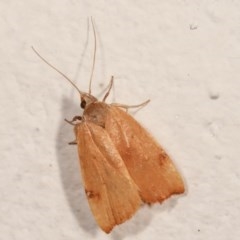 Tortricopsis uncinella (A concealer moth) at Melba, ACT - 11 Dec 2020 by kasiaaus