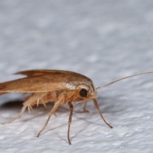 Tortricopsis uncinella at Melba, ACT - 11 Dec 2020