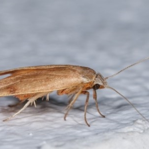 Tortricopsis uncinella at Melba, ACT - 11 Dec 2020