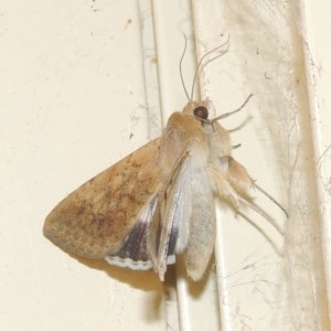 Helicoverpa punctigera at Conder, ACT - 16 Oct 2020