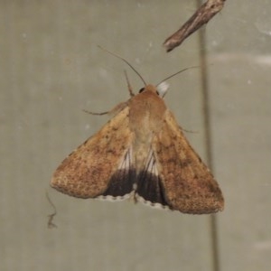 Helicoverpa punctigera at Conder, ACT - 16 Oct 2020