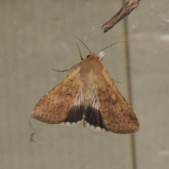 Helicoverpa punctigera at Conder, ACT - 16 Oct 2020