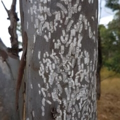 Eriococcidae sp. on Eucalyptus blakelyi (Felted scale on Eucalyptus blakelyi) at Forde, ACT - 22 Dec 2020 by trevorpreston