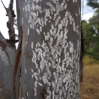 Eriococcidae sp. on Eucalyptus blakelyi (Felted scale on Eucalyptus blakelyi) at Forde, ACT - 22 Dec 2020 by trevorpreston