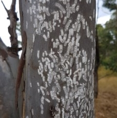 Eriococcidae sp. on Eucalyptus blakelyi (Felted scale on Eucalyptus blakelyi) at Forde, ACT - 21 Dec 2020 by tpreston