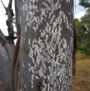 Eriococcidae sp. on Eucalyptus blakelyi at Forde, ACT - 22 Dec 2020