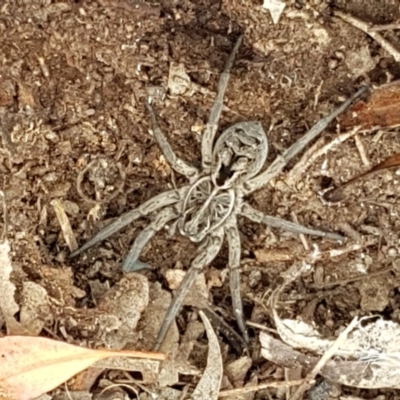 Tasmanicosa sp. (genus) (Unidentified Tasmanicosa wolf spider) at Goorooyarroo NR (ACT) - 21 Dec 2020 by trevorpreston