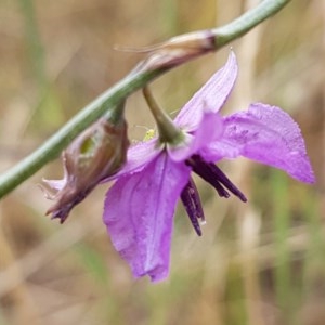 Arthropodium fimbriatum at Forde, ACT - 22 Dec 2020 10:21 AM