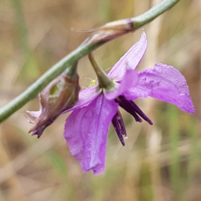 Arthropodium fimbriatum (Nodding Chocolate Lily) at Forde, ACT - 22 Dec 2020 by trevorpreston