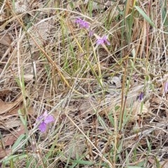 Arthropodium fimbriatum at Forde, ACT - 22 Dec 2020 10:21 AM