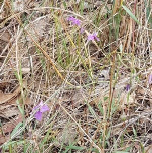 Arthropodium fimbriatum at Forde, ACT - 22 Dec 2020 10:21 AM