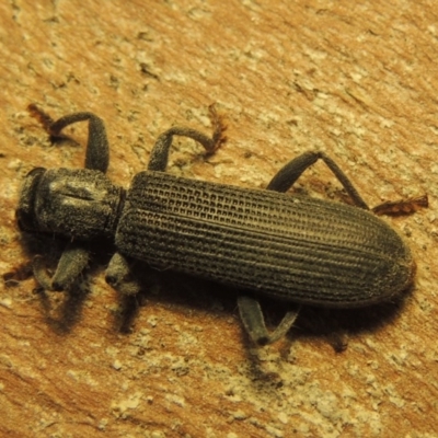 Eunatalis sp. (Genus) (A Clerid Beetle) at Pine Island to Point Hut - 19 Nov 2020 by michaelb