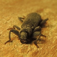 Eunatalis sp. (Genus) at Gordon, ACT - 19 Nov 2020