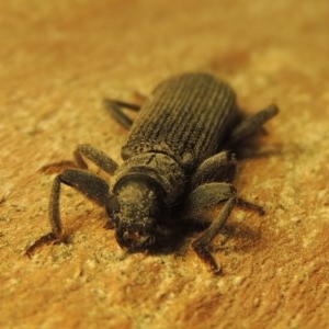 Eunatalis sp. (Genus) at Gordon, ACT - 19 Nov 2020