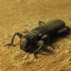 Eunatalis sp. (Genus) at Gordon, ACT - 19 Nov 2020