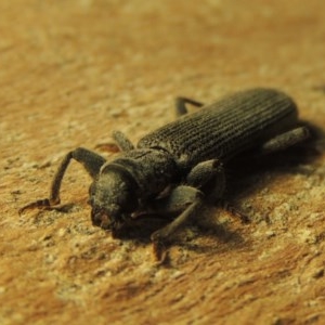 Eunatalis sp. (Genus) at Gordon, ACT - 19 Nov 2020