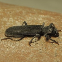 Eunatalis sp. (Genus) at Gordon, ACT - 19 Nov 2020 10:17 PM