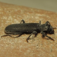 Eunatalis sp. (Genus) at Gordon, ACT - 19 Nov 2020