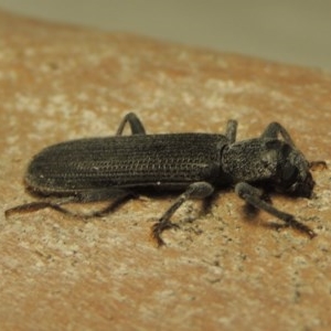 Eunatalis sp. (Genus) at Gordon, ACT - 19 Nov 2020