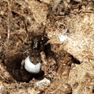 Unidentified Spider (Araneae) at Goorooyarroo NR (ACT) - 21 Dec 2020 by trevorpreston