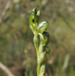 Hymenochilus bicolor (ACT) = Pterostylis bicolor (NSW) at Conder, ACT - 3 Nov 2020