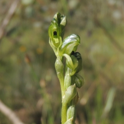 Hymenochilus bicolor (ACT) = Pterostylis bicolor (NSW) (Black-tip Greenhood) at Conder, ACT - 3 Nov 2020 by MichaelBedingfield