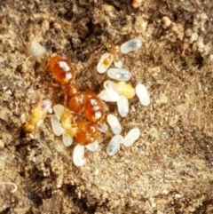 Pheidole sp. (genus) (Seed-harvesting ant) at Forde, ACT - 22 Dec 2020 by trevorpreston