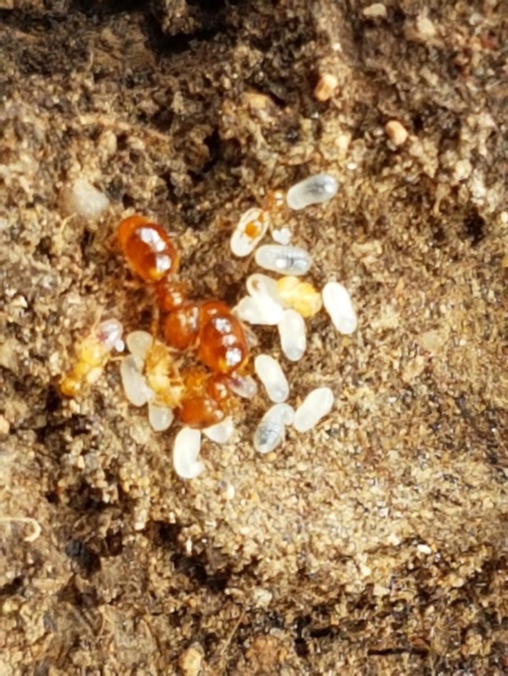Pheidole sp. (genus) at Forde, ACT - 22 Dec 2020