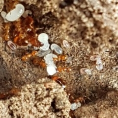 Pheidole sp. (genus) at Forde, ACT - 22 Dec 2020