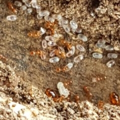Pheidole sp. (genus) at Forde, ACT - 22 Dec 2020