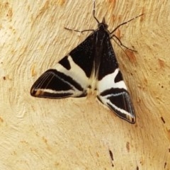 Phrataria bijugata (Bold Phrataria) at Goorooyarroo NR (ACT) - 21 Dec 2020 by trevorpreston