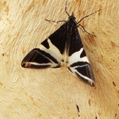 Phrataria bijugata (Bold Phrataria) at Throsby, ACT - 22 Dec 2020 by trevorpreston