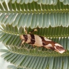 Macrobathra desmotoma ( A Cosmet moth) at Forde, ACT - 22 Dec 2020 by trevorpreston