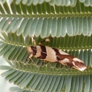 Macrobathra desmotoma at Forde, ACT - 22 Dec 2020