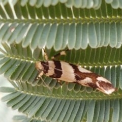 Macrobathra desmotoma ( A Cosmet moth) at Goorooyarroo NR (ACT) - 21 Dec 2020 by trevorpreston
