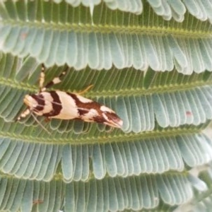 Macrobathra desmotoma at Forde, ACT - 22 Dec 2020