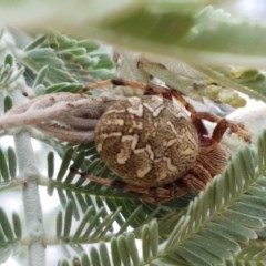 Salsa fuliginata (Sooty Orb-weaver) at Goorooyarroo NR (ACT) - 21 Dec 2020 by trevorpreston