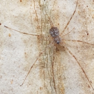 Tamopsis sp. (genus) (Two-tailed spider) at Goorooyarroo NR (ACT) - 21 Dec 2020 by trevorpreston