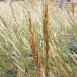 Austrostipa densiflora at Throsby, ACT - 22 Dec 2020